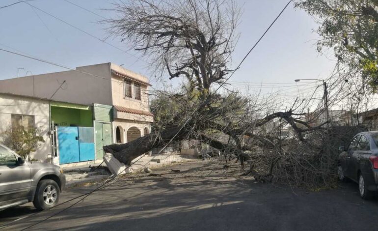 Vientos en NL causan apagones y árboles caídos