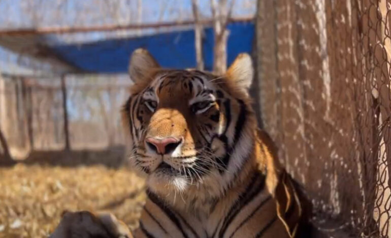 Animales rescatados de Black Jaguar – White Tiger se recuperan en Santuario Ostok