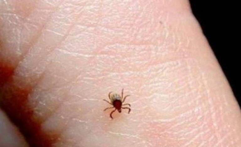 Han muerto siete personas por rickettsia en Ciudad Juárez