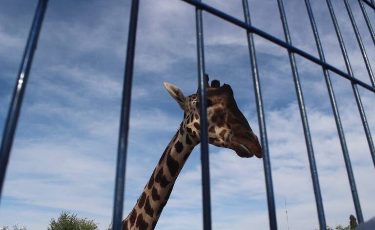 Con pliego petitorio, activista pide información sobre mejoras al hábitat de la jirafa Benito