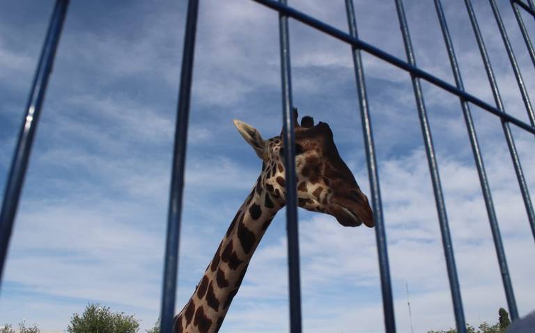 Con pliego petitorio, activista pide información sobre mejoras al hábitat de la jirafa Benito