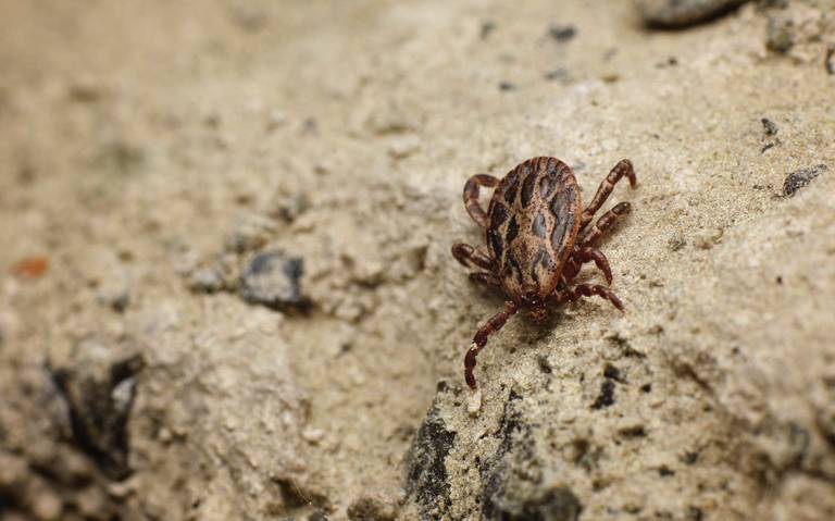 Han muerto siete personas por mordedura de garrapata en lo que va del año
