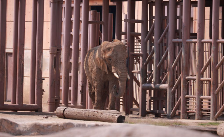 Plantean desde el Congreso de la CDMX, prohibir cualquier espectáculo con animales