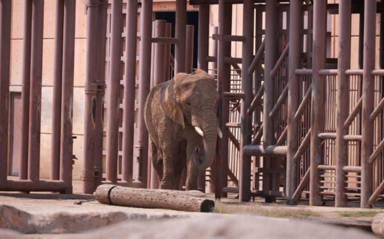 Plantean desde el Congreso de la CDMX, prohibir cualquier espectáculo con animales