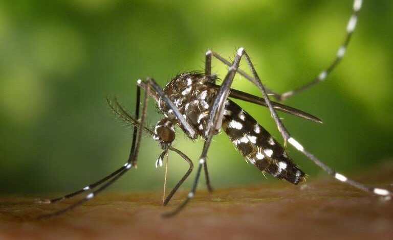 Autoridades se mantienen alerta ante casos dengue y Covid-19