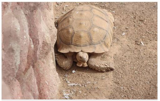 “Críticas de Ecología son politiquería”: Coordinador del Parque Central