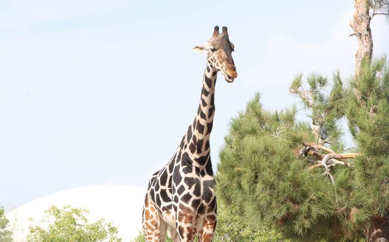 Benito tendría lista su nueva casa en los próximos días