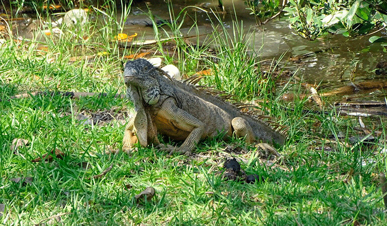 Iguanas son rescatadas del frío en Laguna del Carpintero, Tamaulipas