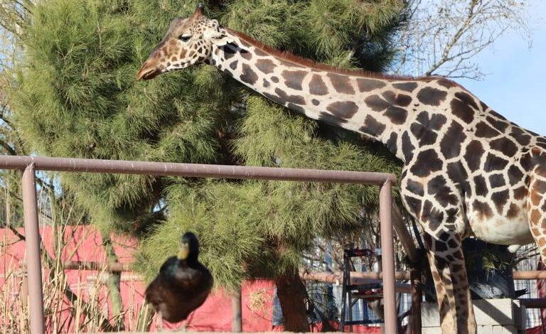 PROFEPA aún no entrega resolución para el traslado de Benito a Puebla