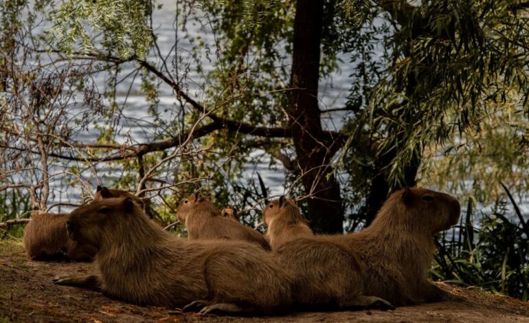 Cientos de capibaras “conquistaron” esta ciudad. ¿Y ahora qué?